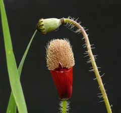 Mohn mit Hut