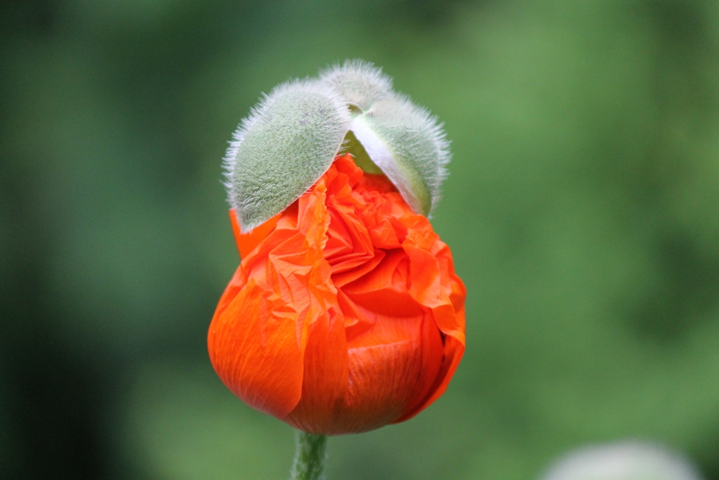 Mohn mit Hut