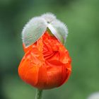 Mohn mit Hut