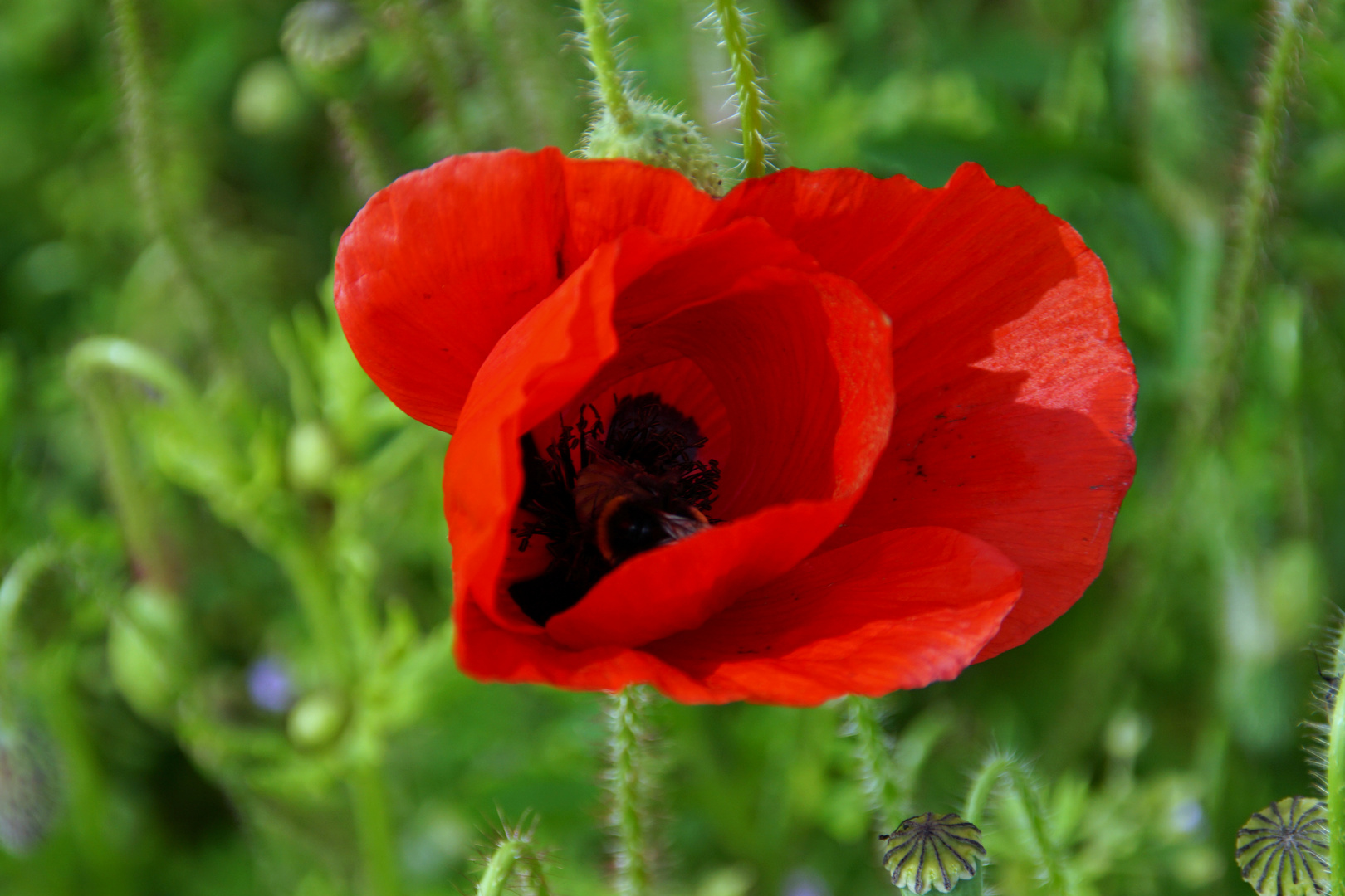 Mohn mit inhalt