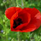 Mohn mit inhalt