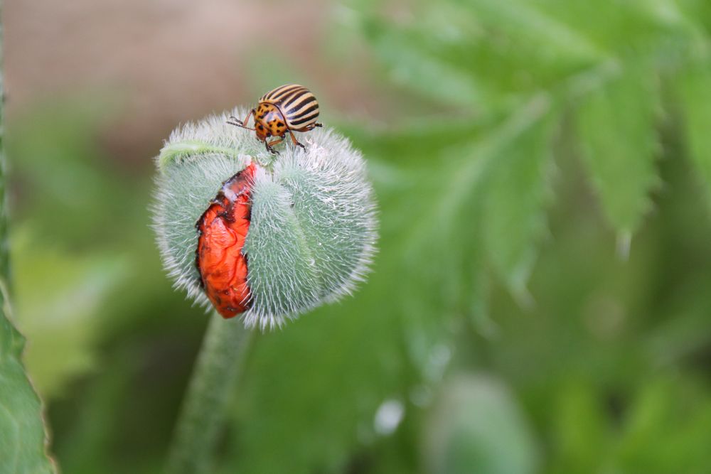 Mohn mit Käfer...