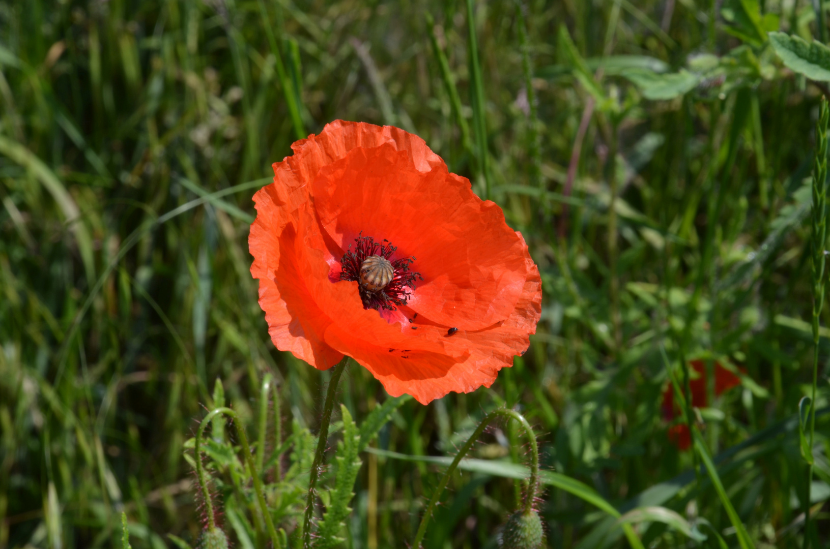 Mohn mit Käfer