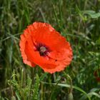 Mohn mit Käfer