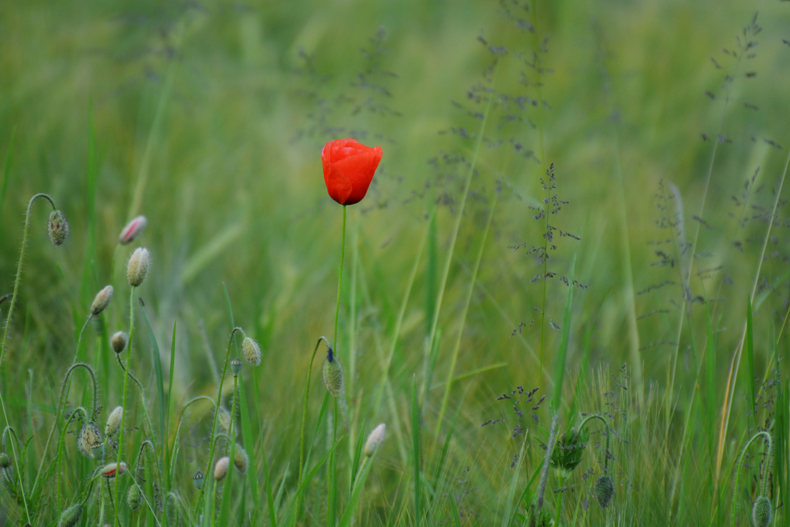 Mohn mit Käfer davor