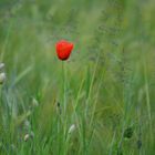 Mohn mit Käfer davor