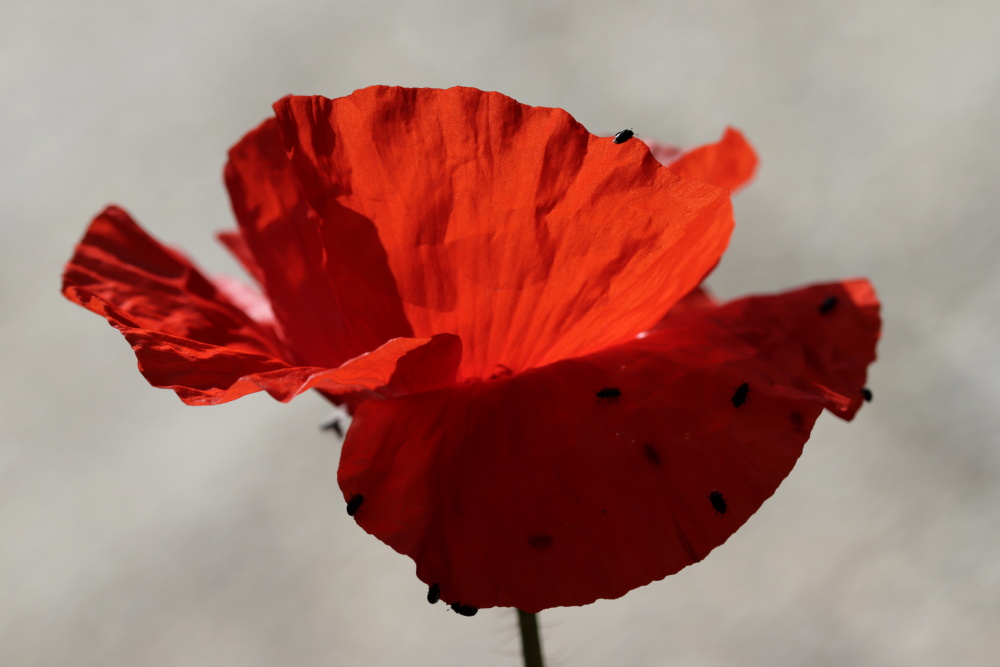 Mohn mit Käfern