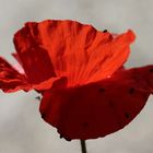 Mohn mit Käfern