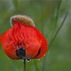 Mohn mit Käppchen......