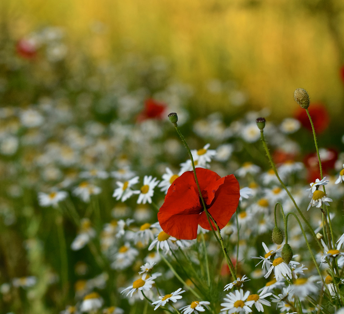 Mohn mit Kamille