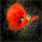 Mohn mit Kapsel