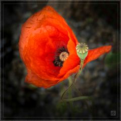 Mohn mit Kapsel