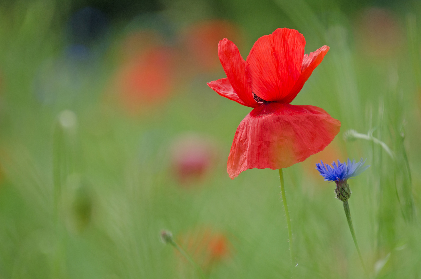 Mohn mit Kornblume