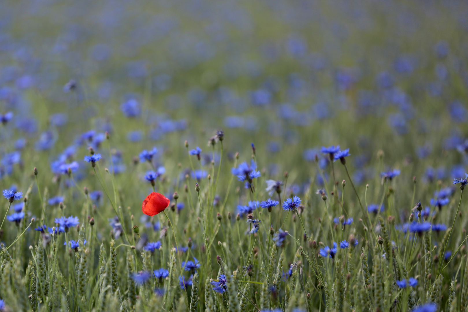 Mohn mit Kornblumen