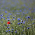 Mohn mit Kornblumen