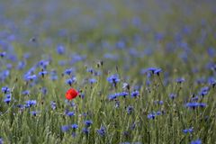 Mohn mit Kornblumen