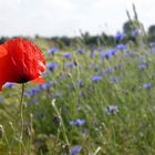 Mohn mit Kornblumen