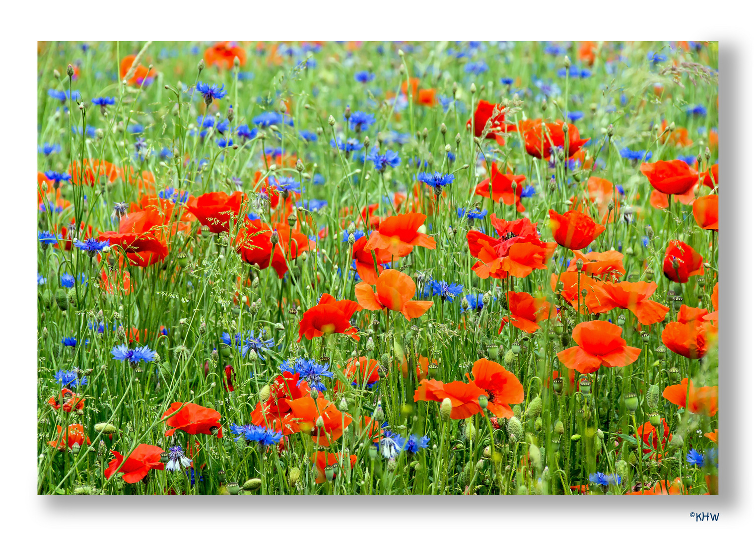 Mohn mit Kornblumen