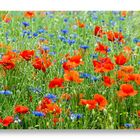 Mohn mit Kornblumen