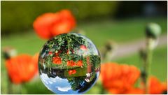 Mohn mit Kugel