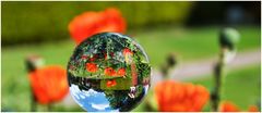 Mohn mit Kugel im Pano-Format