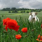 Mohn mit Kuh auf Weizenfeld