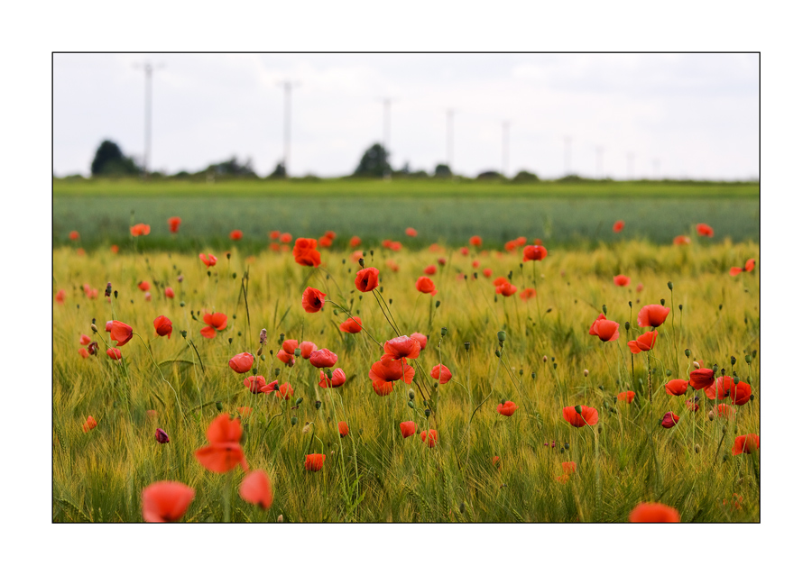 Mohn mit Masten