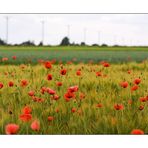 Mohn mit Masten