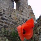 Mohn mit Mauer