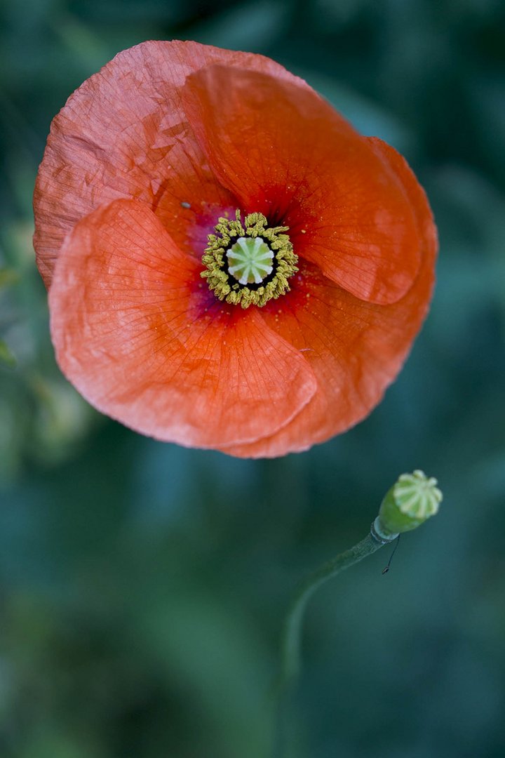 Mohn mit Mikrofon