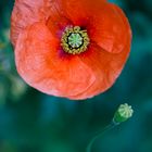 Mohn mit Mikrofon