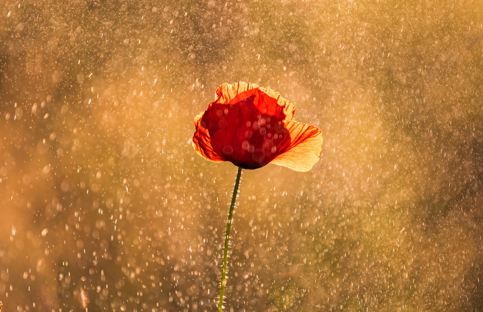 Mohn mit Morgenlicht