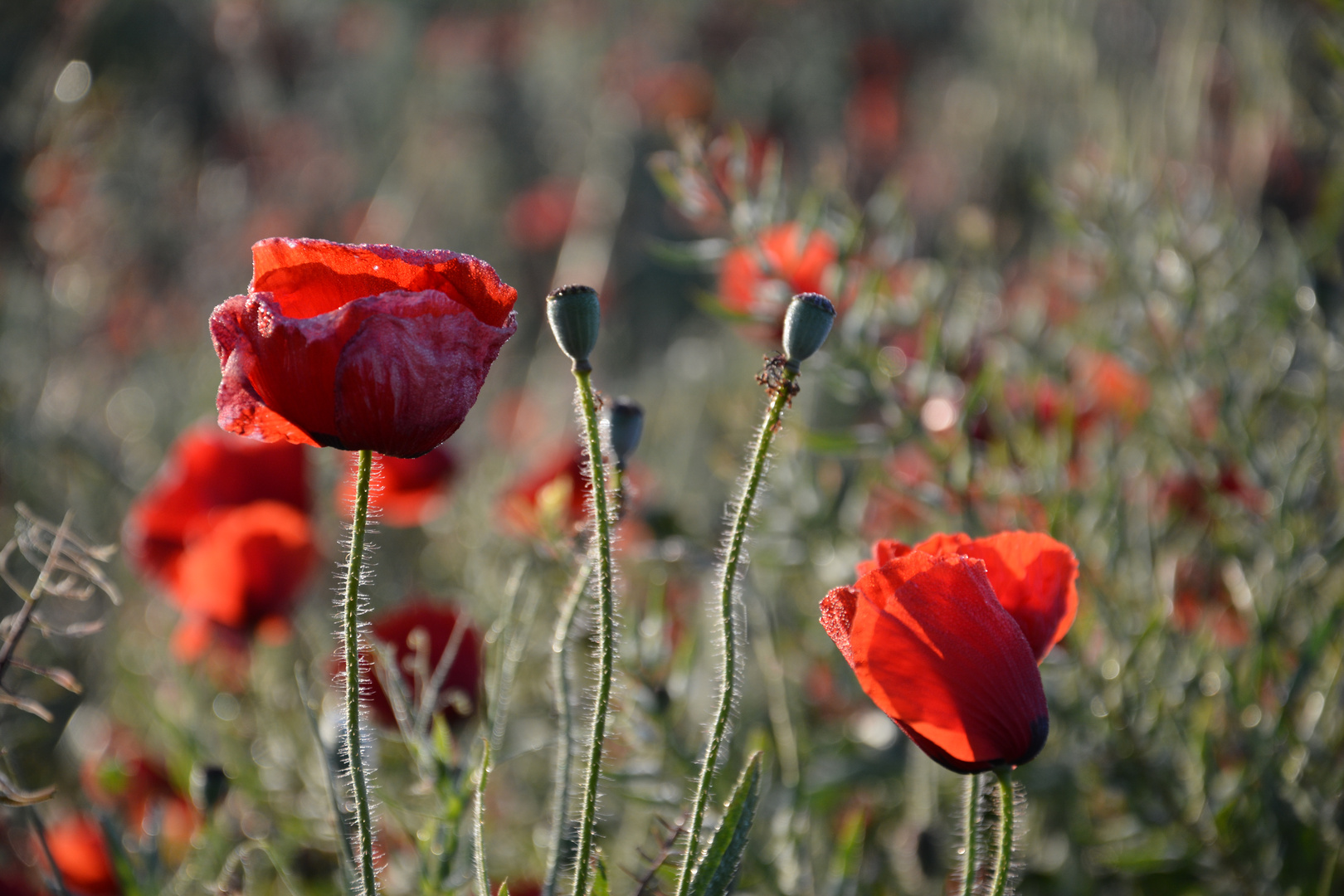 Mohn mit Morgentau