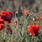 Mohn mit Morgentau