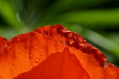 Mohn mit Morgentau