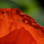 Mohn mit Morgentau