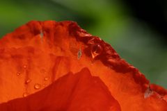 Mohn mit Morgentau