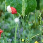 Mohn mit Mützchen 