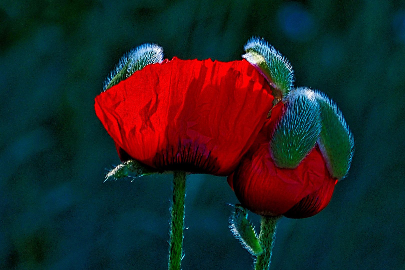 Mohn mit Mützchen