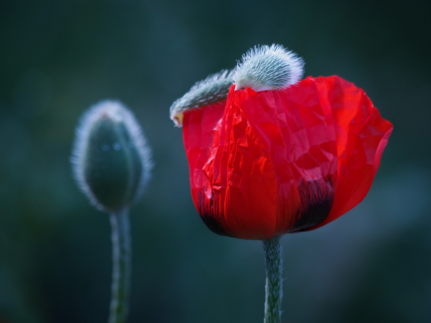 Mohn mit Mützchen