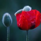 Mohn mit Mützchen