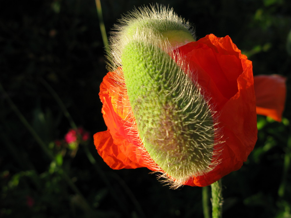 Mohn mit Mütze