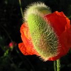 Mohn mit Mütze