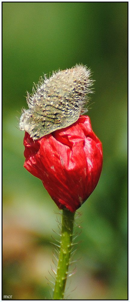 Mohn mit "Mütze"