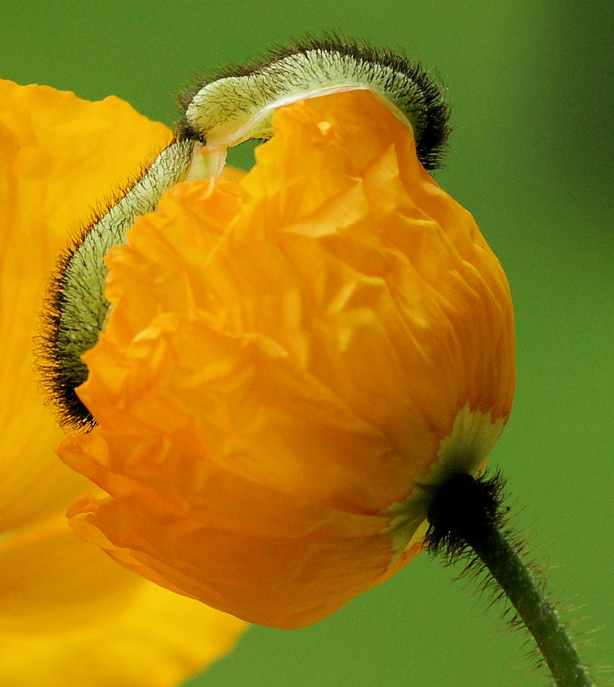 Mohn mit Mütze