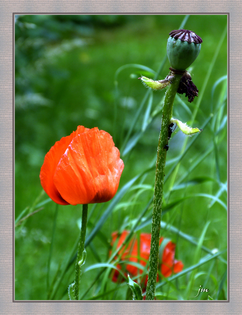 Mohn mit Neumohn