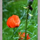 Mohn mit Neumohn