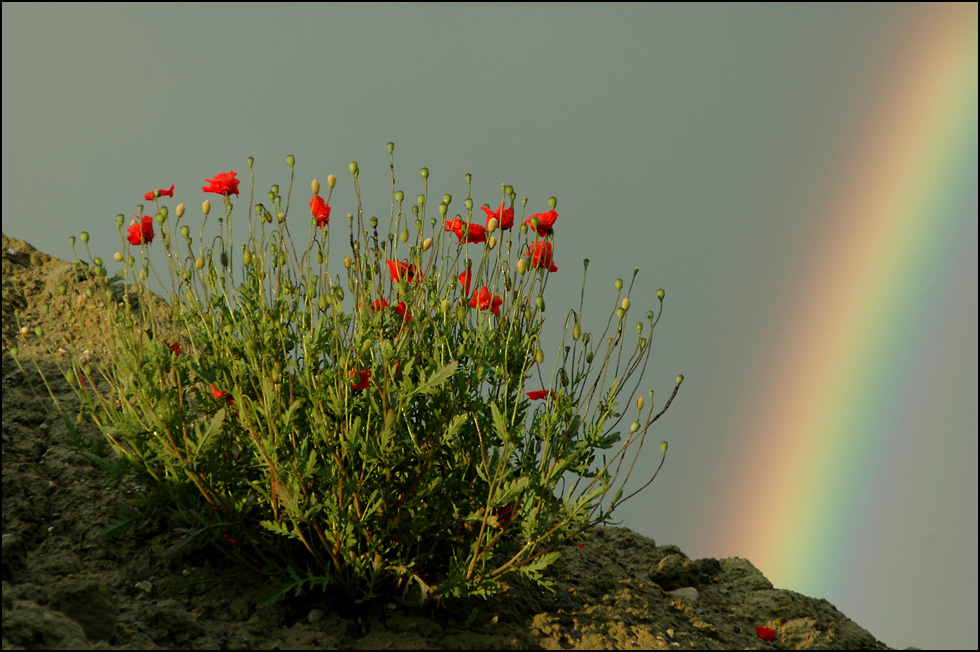 Mohn mit Regenbogen