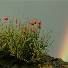 Mohn mit Regenbogen