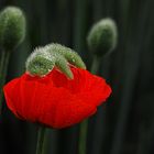 Mohn mit Regenkappe